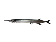 KOLAAN (Needle fish big)